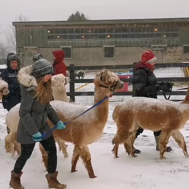 Post 8 by Toronto Insta on Instagram (video)