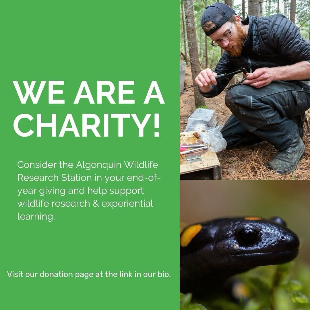 Post 7 by Algonquin Wildlife Research Station on Instagram (image)