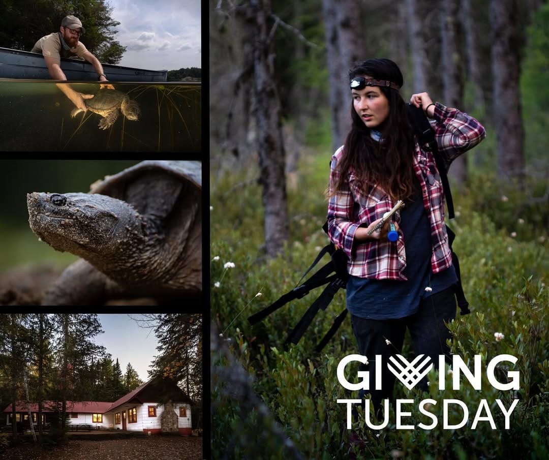 Post 2 by Algonquin Wildlife Research Station on Instagram (image)