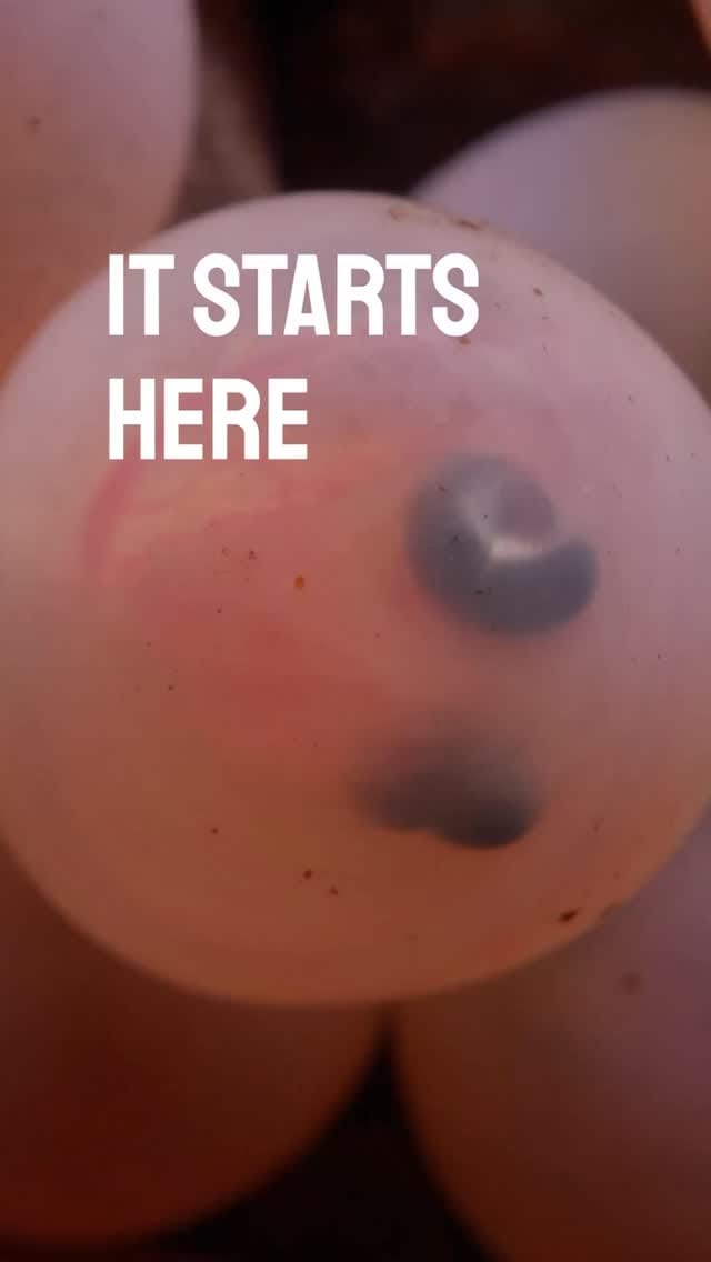Post 5 by PACIFIC SALMON FOUNDATION on Instagram (video)