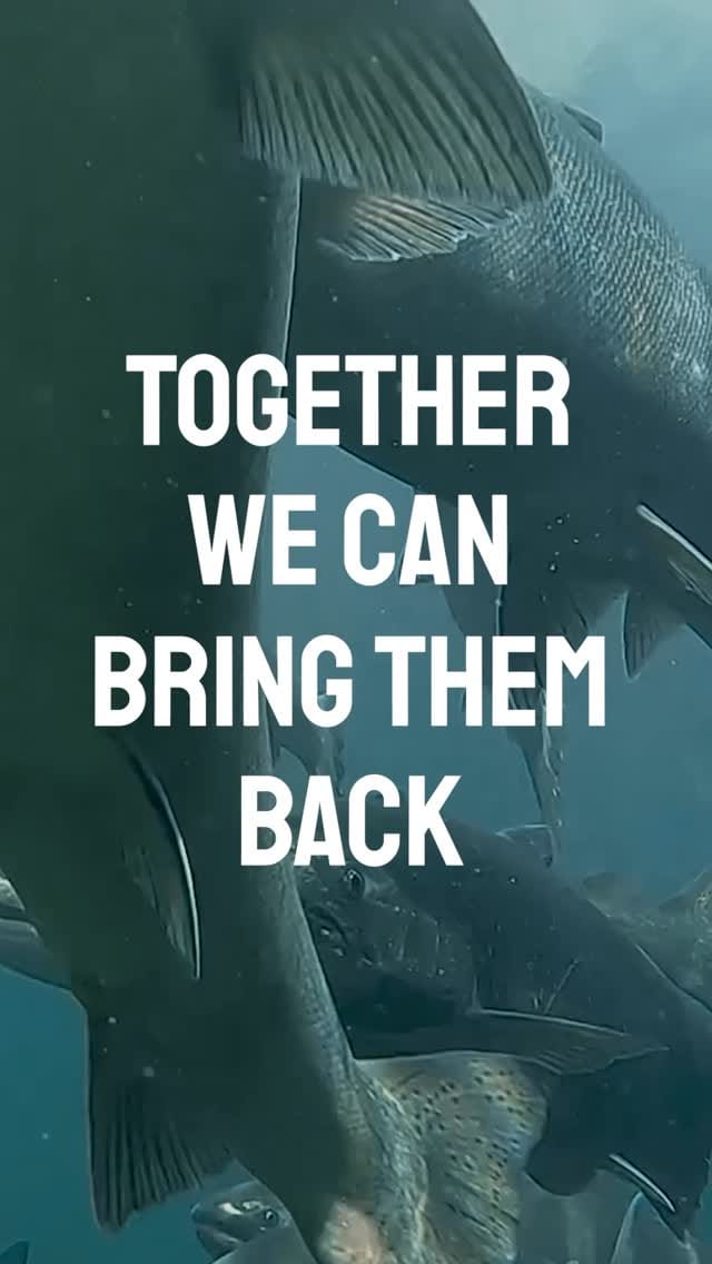 Post 2 by PACIFIC SALMON FOUNDATION on Instagram (video)