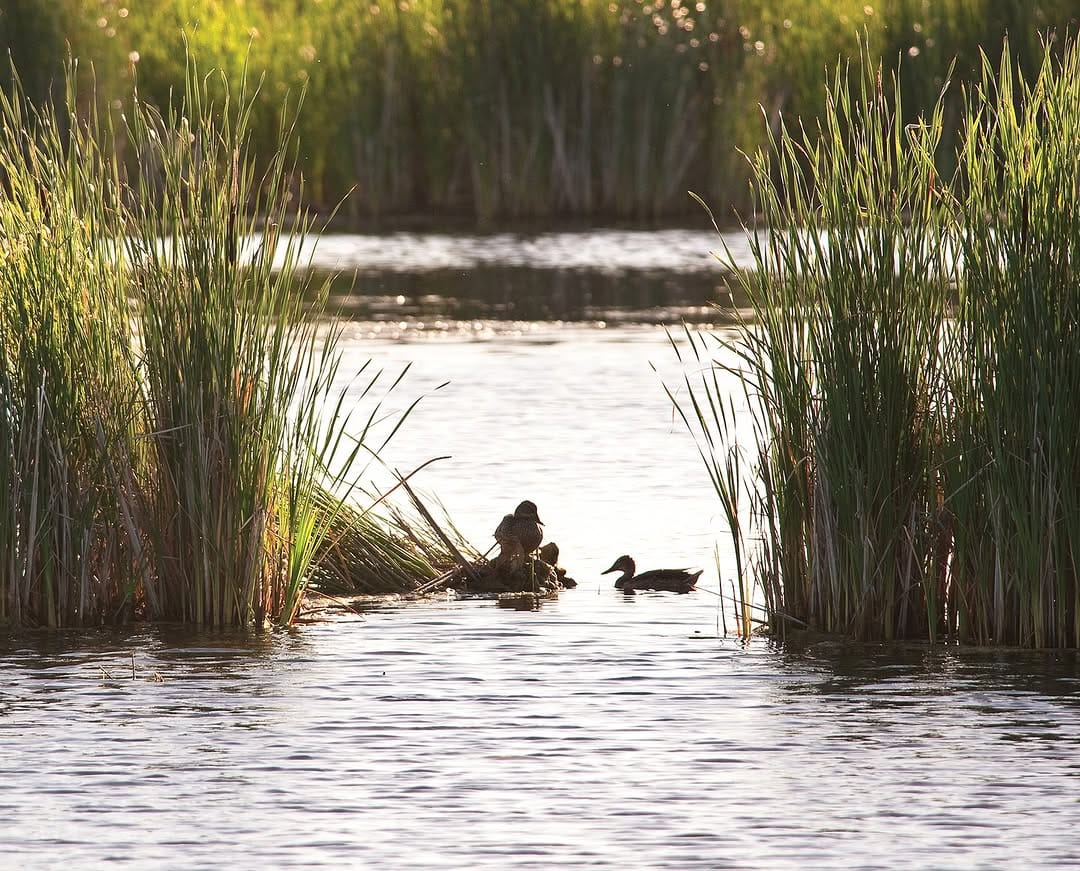 Post 1 by Ducks Unlimited Canada on Instagram (carousel)