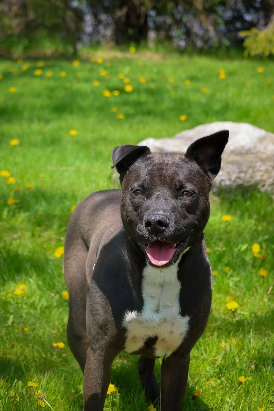 Post 7 by KW & SP Humane Society on Instagram (image)