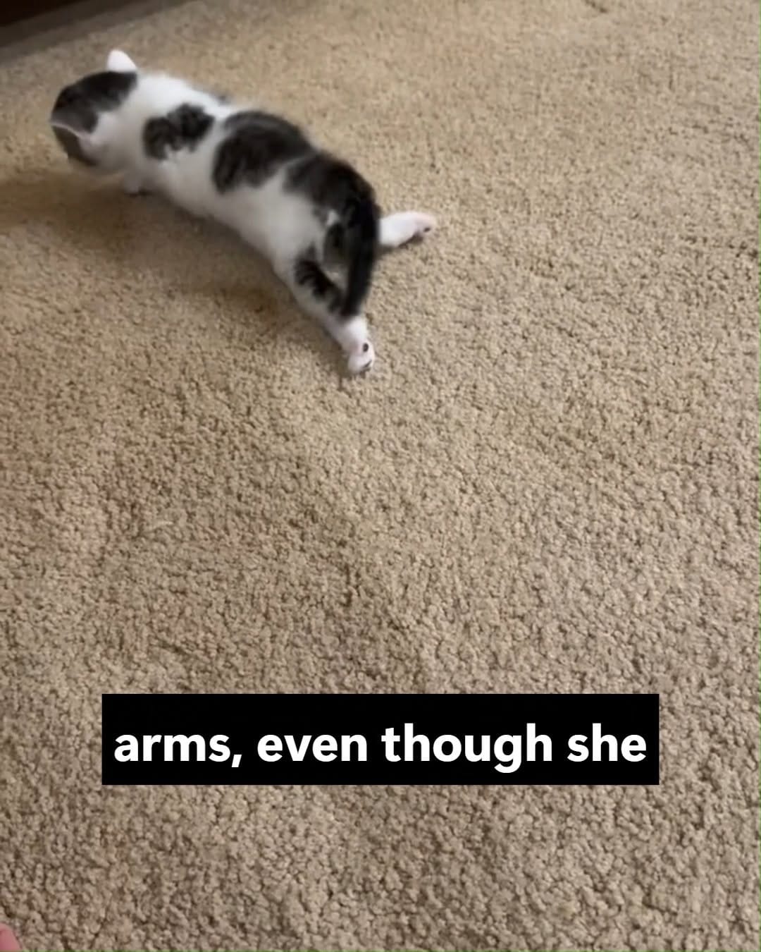 Post 1 by ToRescue.org on Instagram (video)