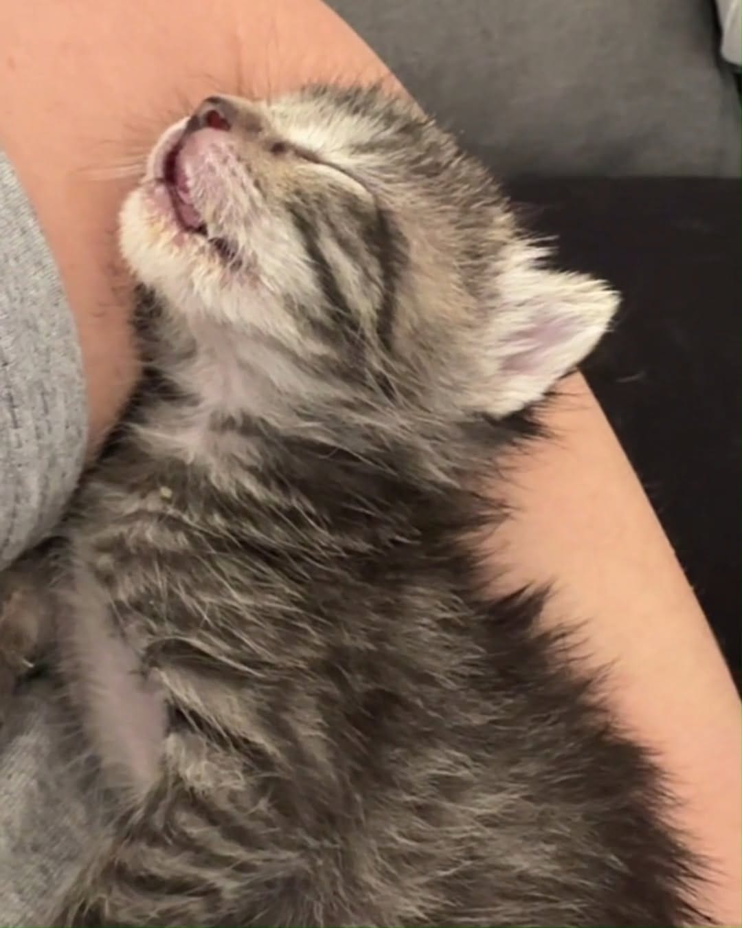 Post 8 by ToRescue.org on Instagram (video)