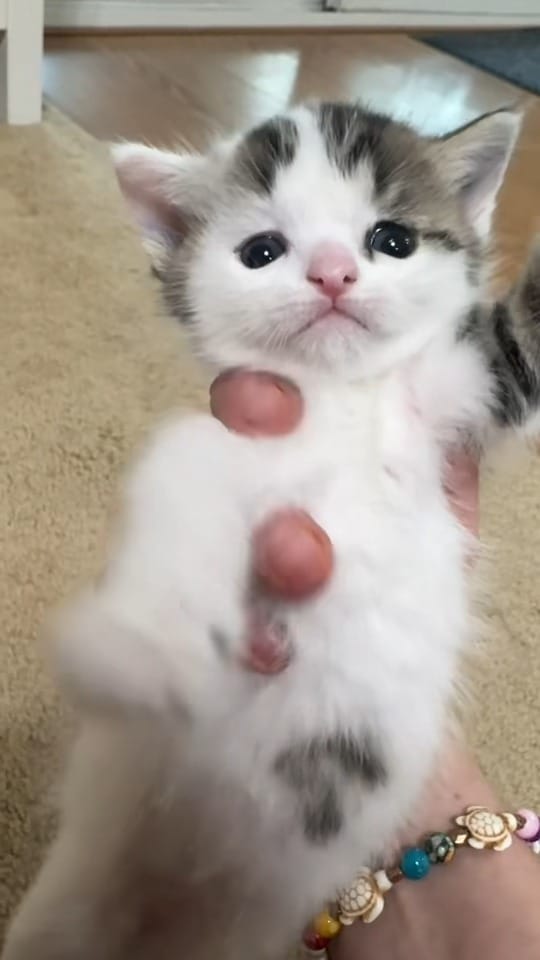Post 4 by ToRescue.org on Instagram (video)
