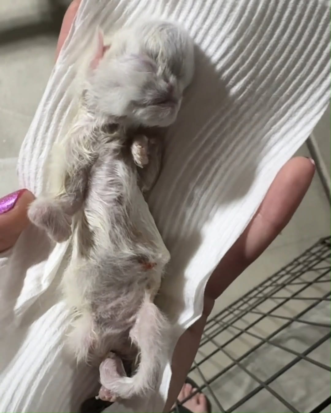 Post 9 by ToRescue.org on Instagram (video)