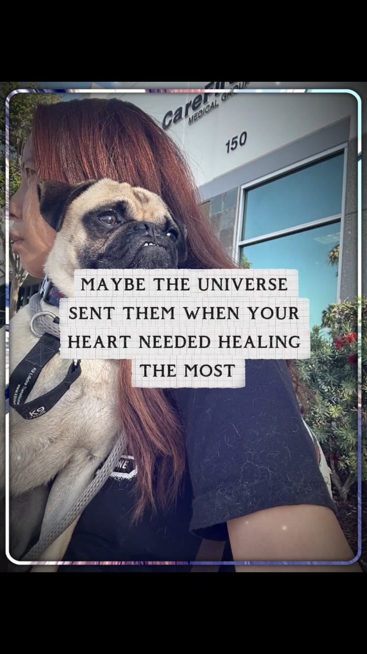 Post 2 by ToRescue.org on Instagram (video)