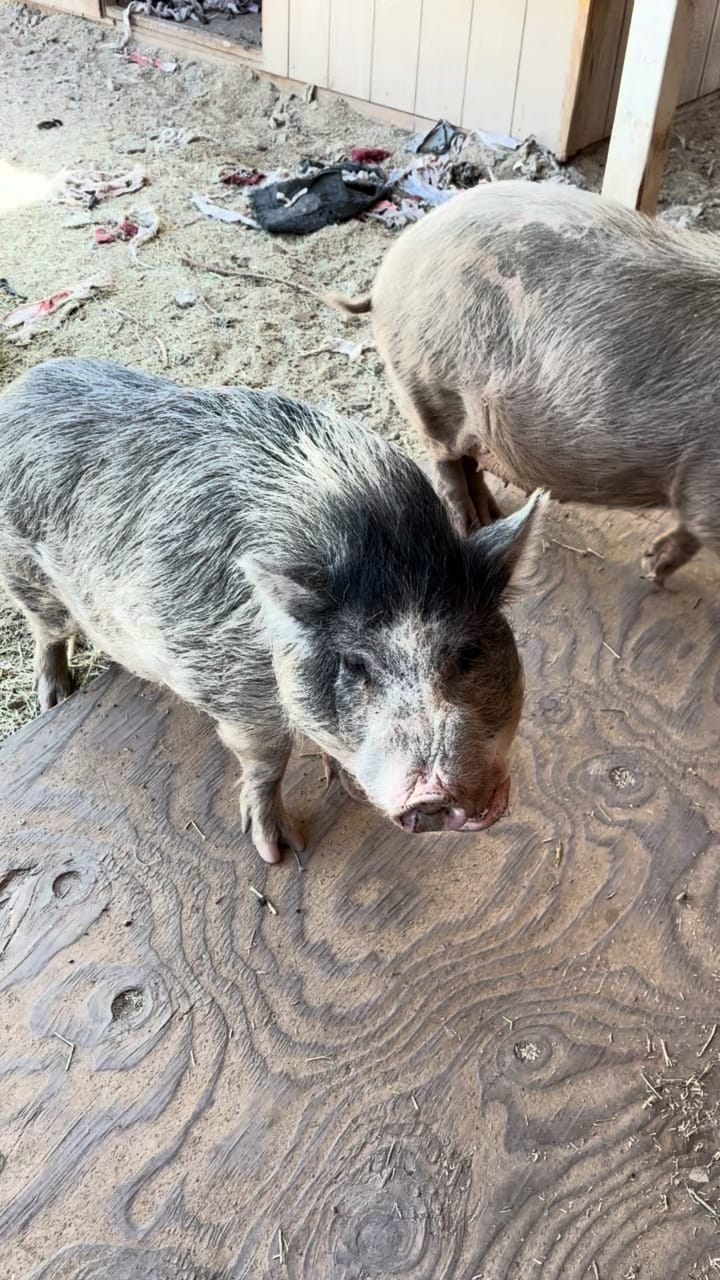 Post 3 by ToRescue.org on Instagram (video)