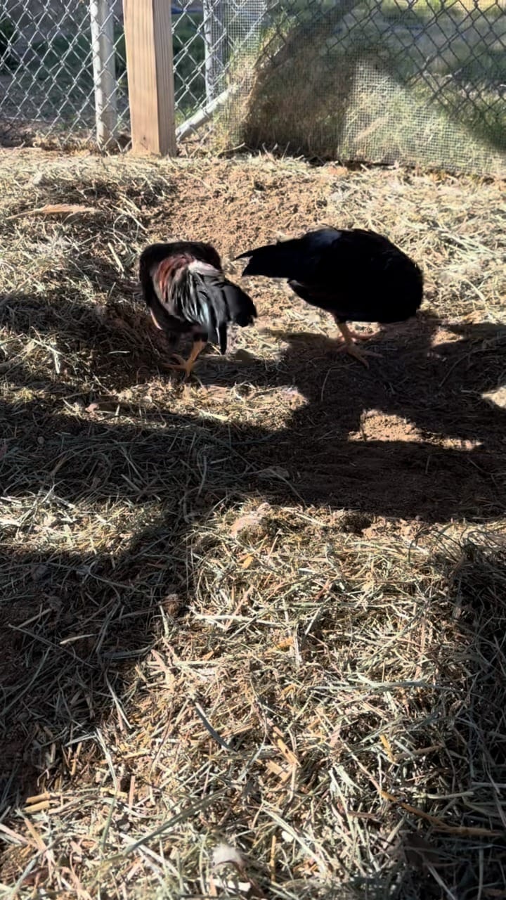 Post 5 by ToRescue.org on Instagram (video)