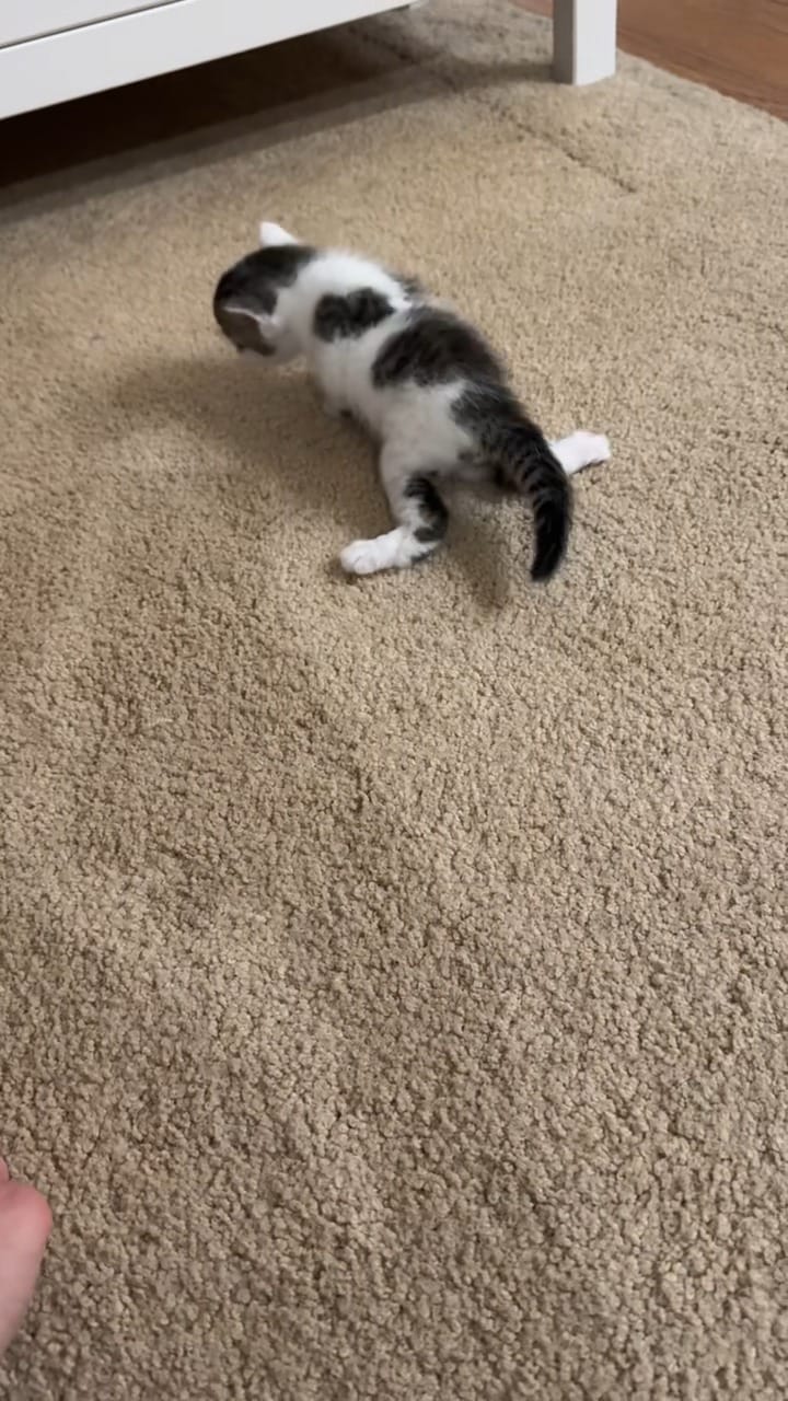 Post 6 by ToRescue.org on Instagram (video)