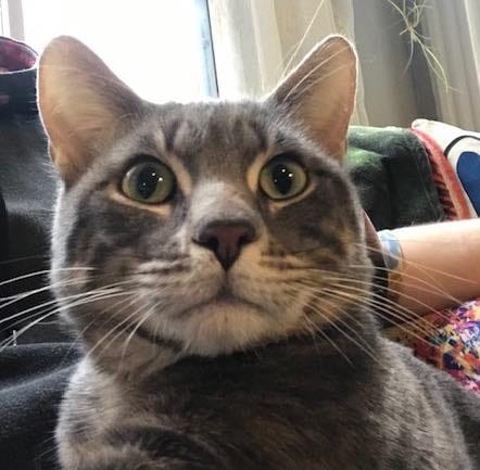 Post 5 by Team Cat Rescue on Instagram (image)