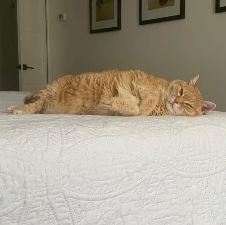 Post 10 by Team Cat Rescue on Instagram (carousel)
