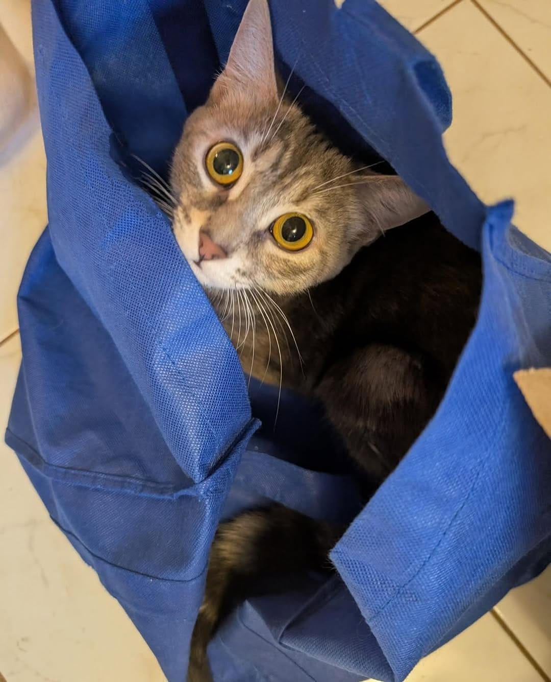 Post 1 by Team Cat Rescue on Instagram (image)
