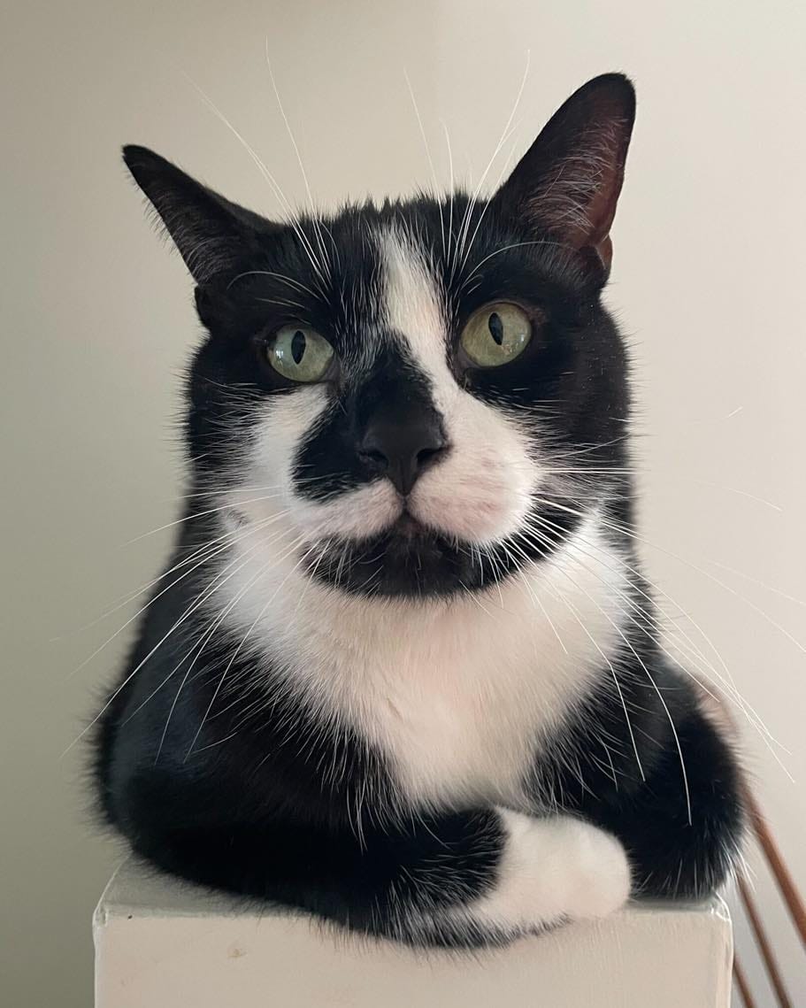 Post 2 by Team Cat Rescue on Instagram (carousel)