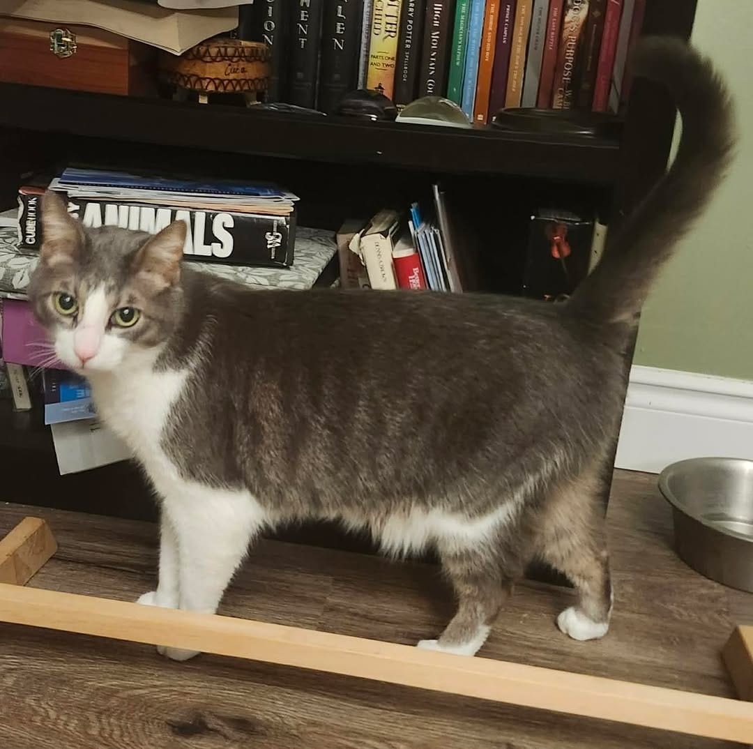 Post 9 by Team Cat Rescue on Instagram (image)
