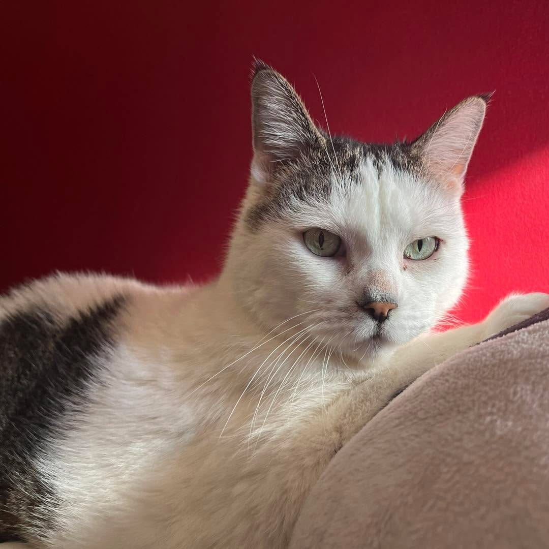 Post 7 by Team Cat Rescue on Instagram (carousel)