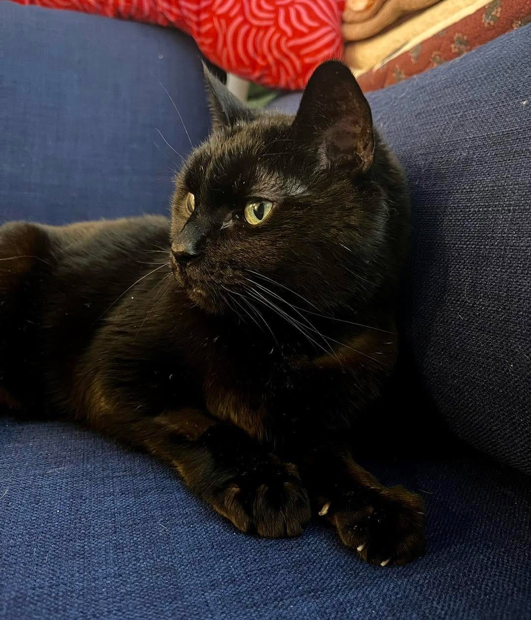 Post 8 by Team Cat Rescue on Instagram (carousel)