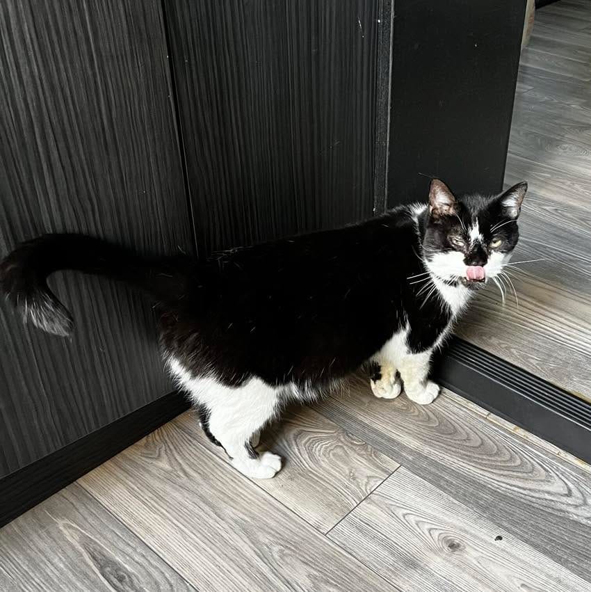 Post 6 by Team Cat Rescue on Instagram (image)