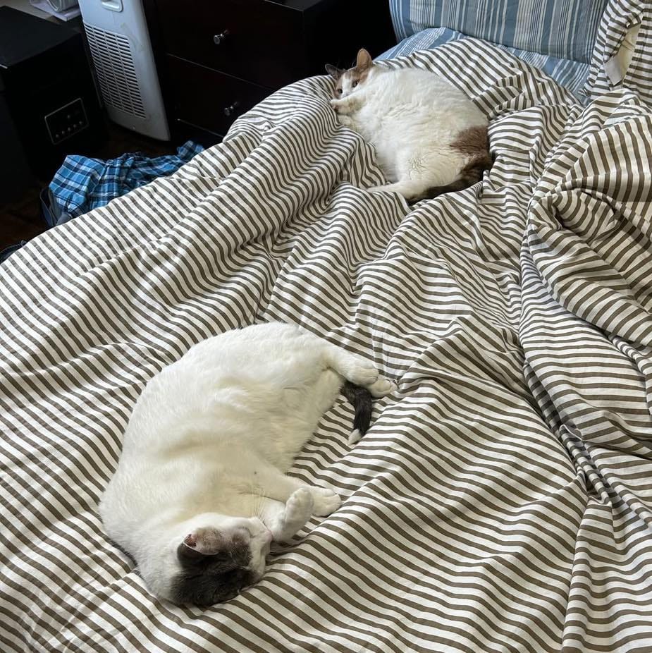 Post 3 by Team Cat Rescue on Instagram (image)