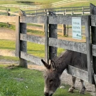 Post 4 by The Donkey Sanctuary Of Canada on Instagram (video)