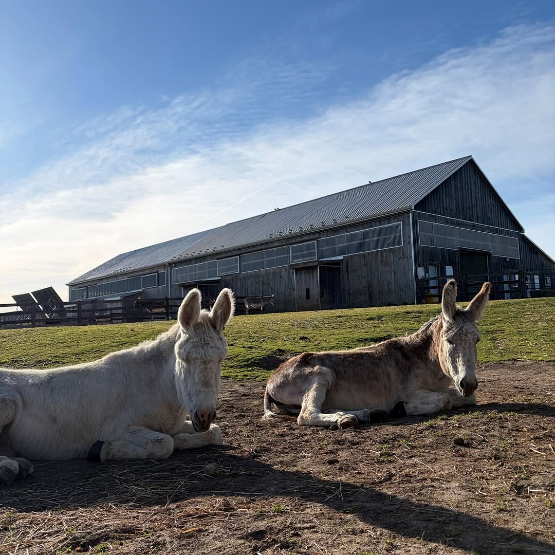 Post 3 by The Donkey Sanctuary Of Canada on Instagram (image)
