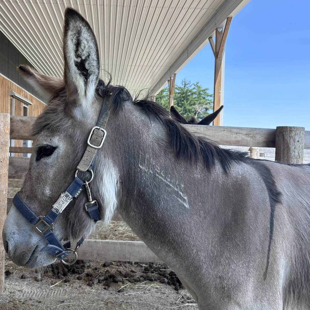 Post 1 by The Donkey Sanctuary Of Canada on Instagram (image)