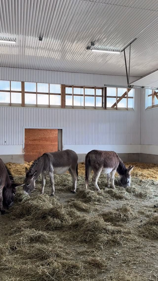 Post 10 by The Donkey Sanctuary Of Canada on Instagram (video)