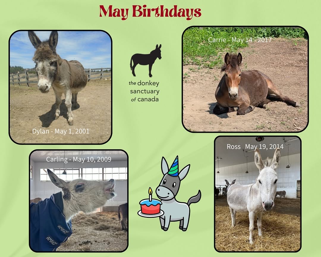 Post 6 by The Donkey Sanctuary Of Canada on Instagram (image)