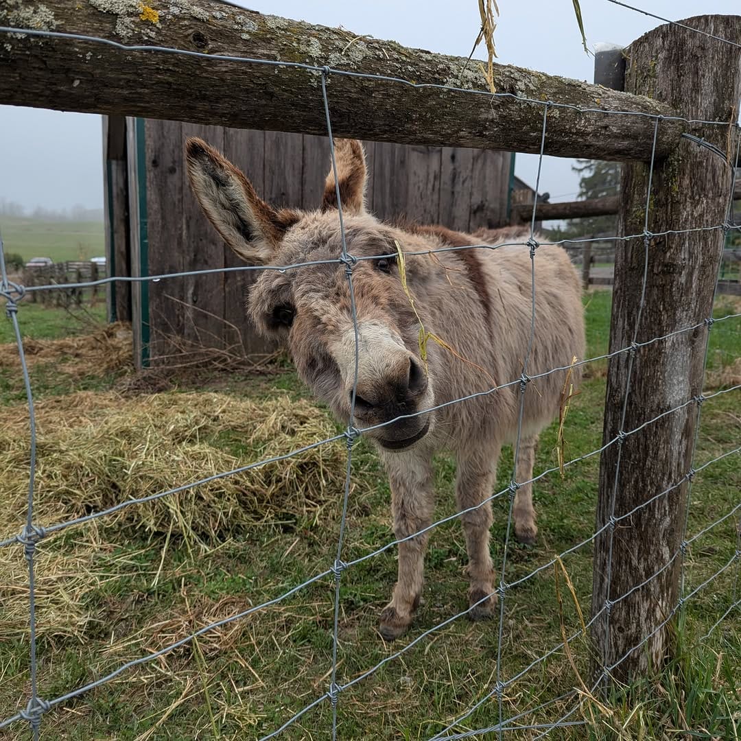 Post 9 by The Donkey Sanctuary Of Canada on Instagram (carousel)