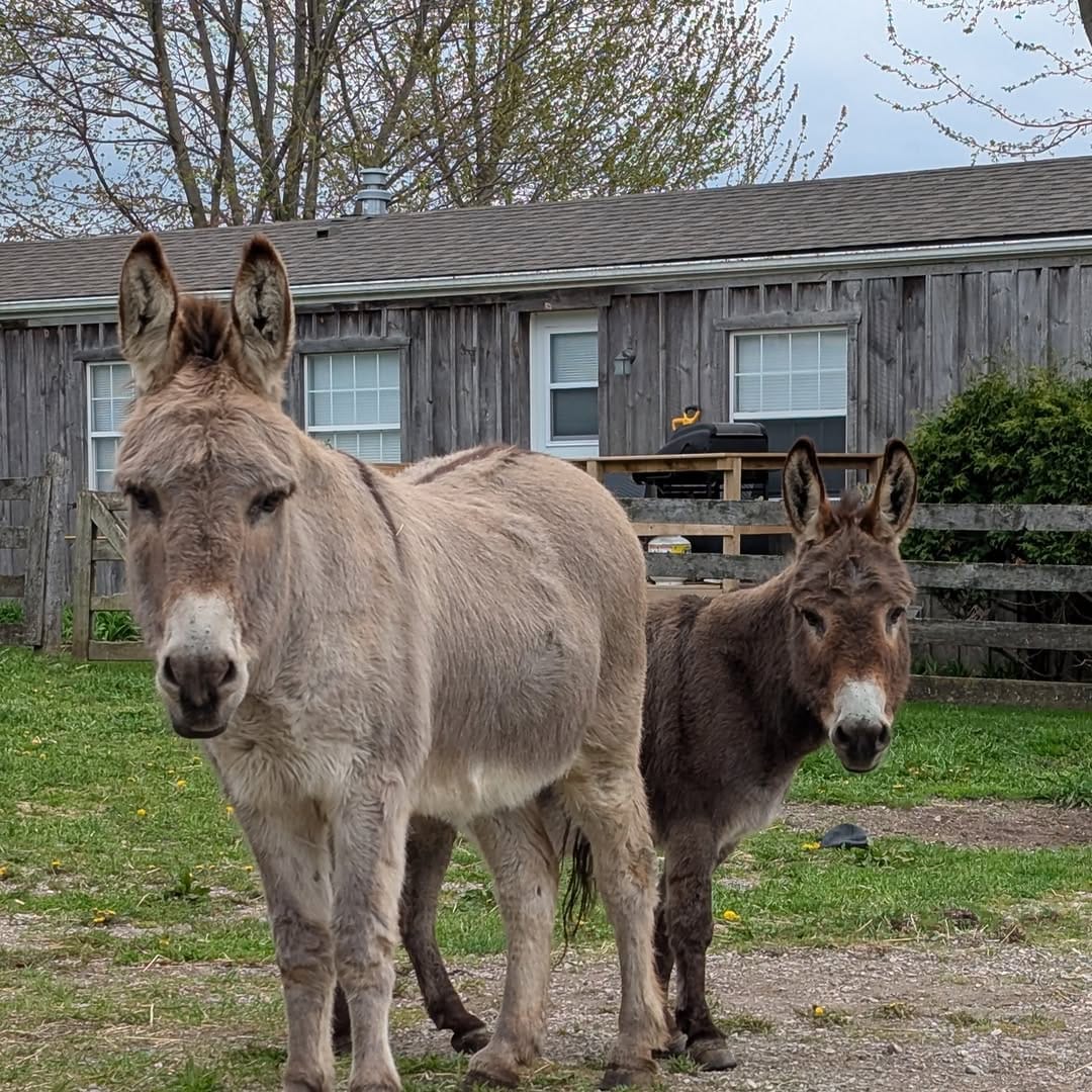 Post 8 by The Donkey Sanctuary Of Canada on Instagram (image)