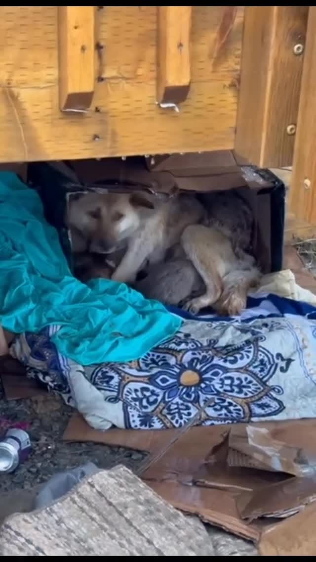 Post 8 by SaveADogNetworkCanada on Instagram (video)
