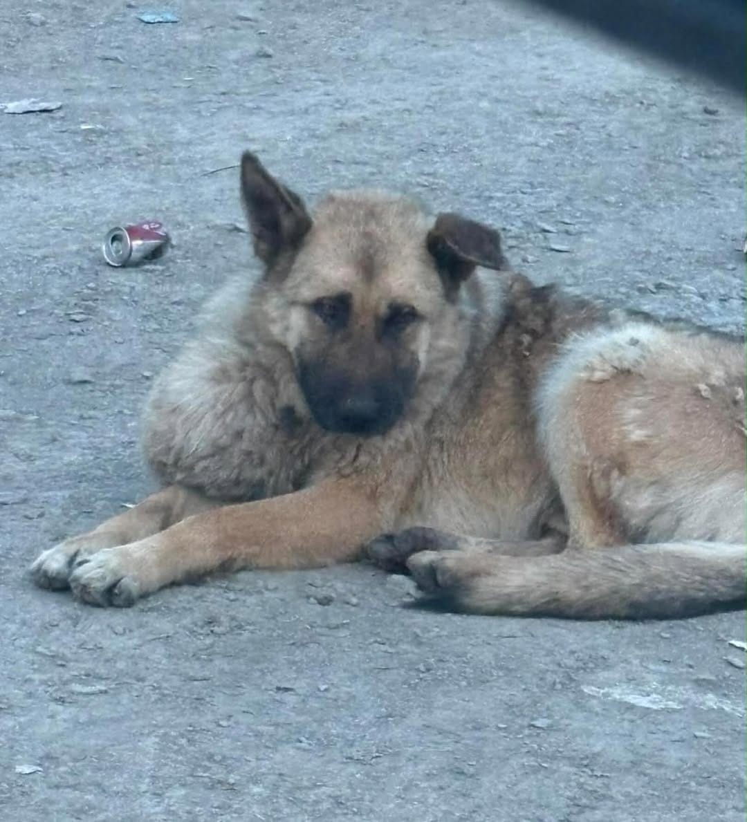 Post 1 by SaveADogNetworkCanada on Instagram (image)
