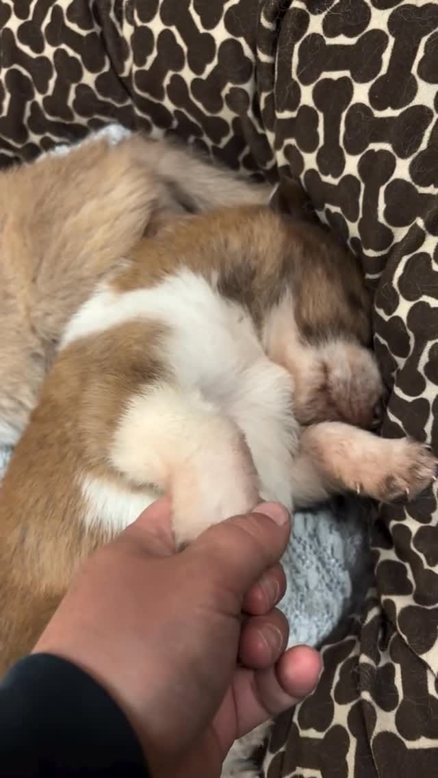 Post 2 by SaveADogNetworkCanada on Instagram (video)