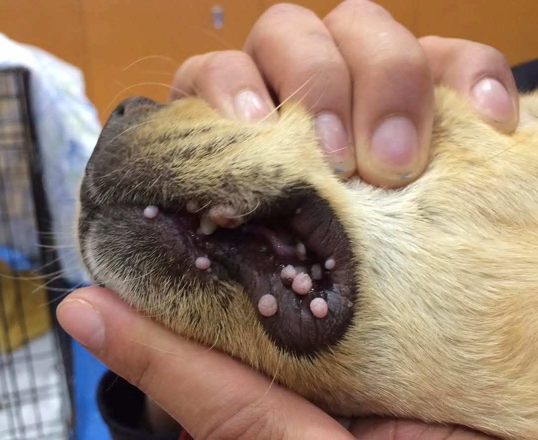 Post 7 by SaveADogNetworkCanada on Instagram (image)