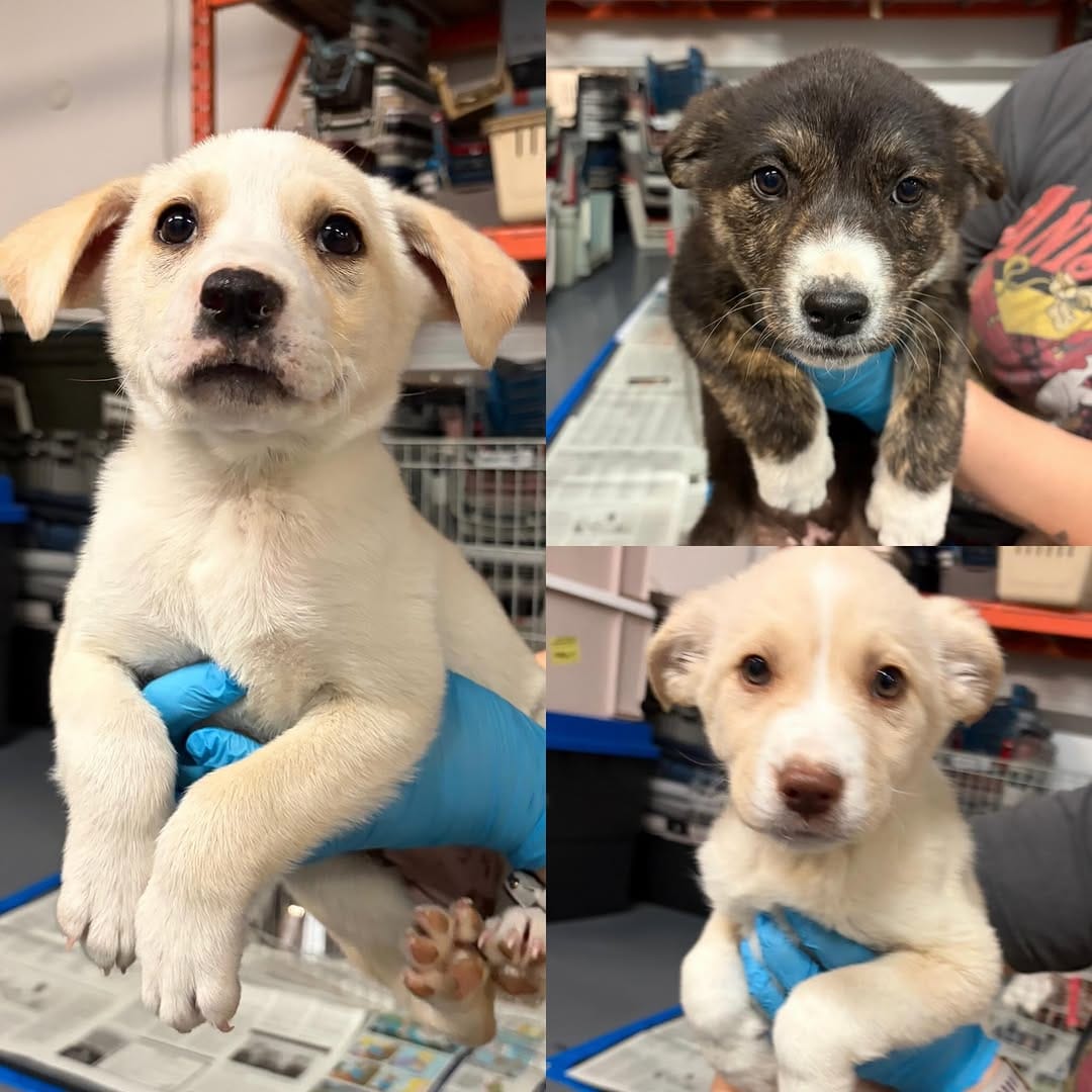 Post 4 by SaveADogNetworkCanada on Instagram (image)