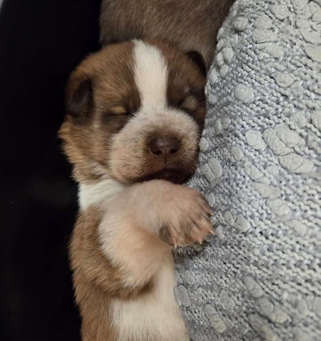 Post 9 by SaveADogNetworkCanada on Instagram (image)