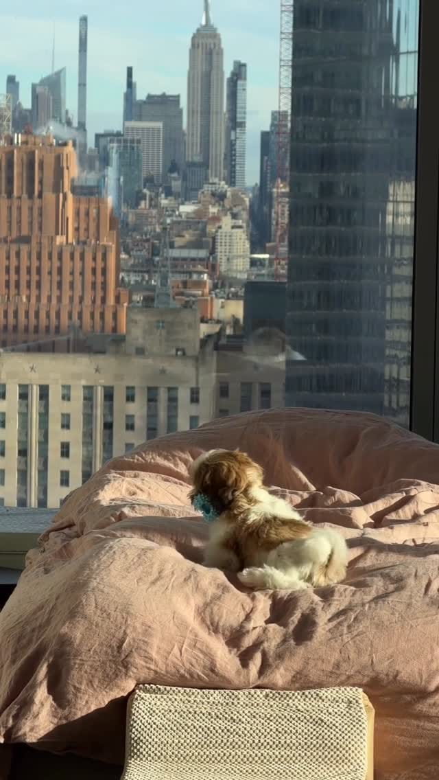Post 8 by Coop | The Pup of Wall Street 🐾 on Instagram (video)