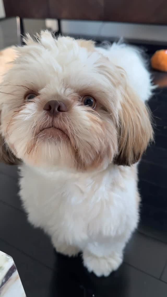 Post 2 by Coop | The Pup of Wall Street 🐾 on Instagram (video)