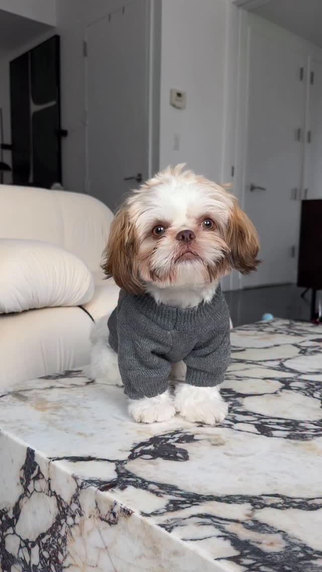 Post 5 by Coop | The Pup of Wall Street 🐾 on Instagram (video)