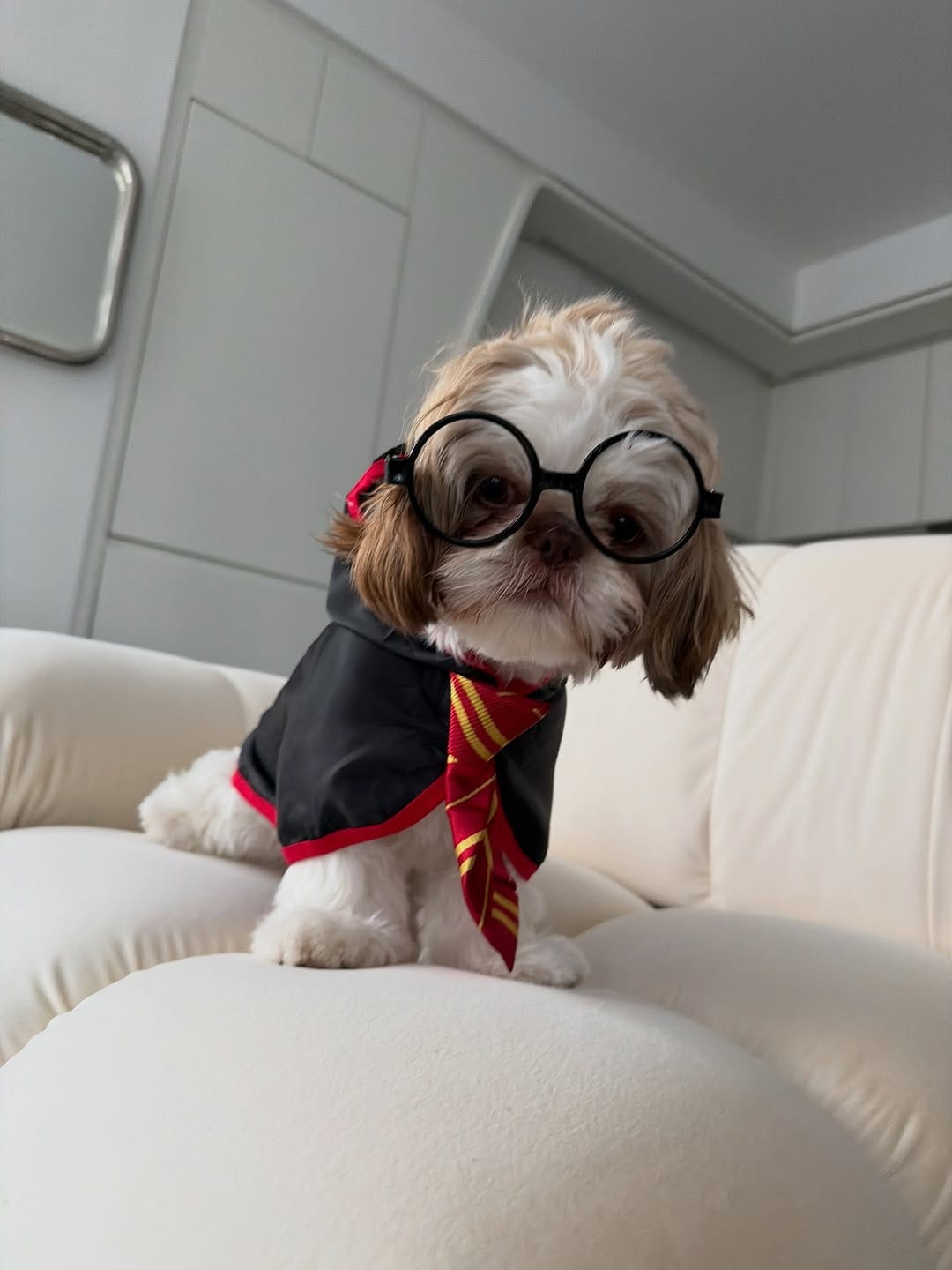 Post 4 by Coop | The Pup of Wall Street 🐾 on Instagram (carousel)