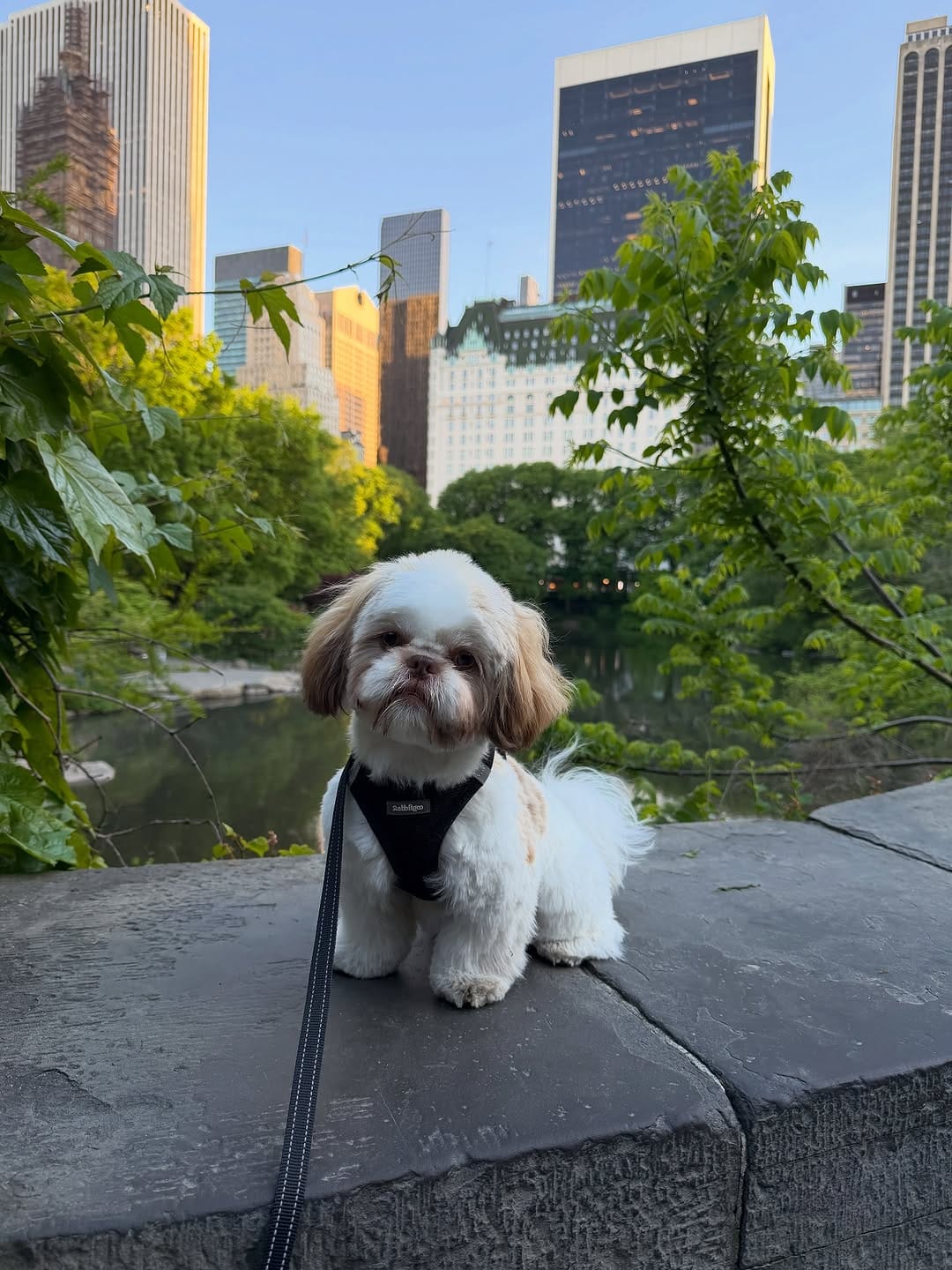 Post 6 by Coop | The Pup of Wall Street 🐾 on Instagram (carousel)