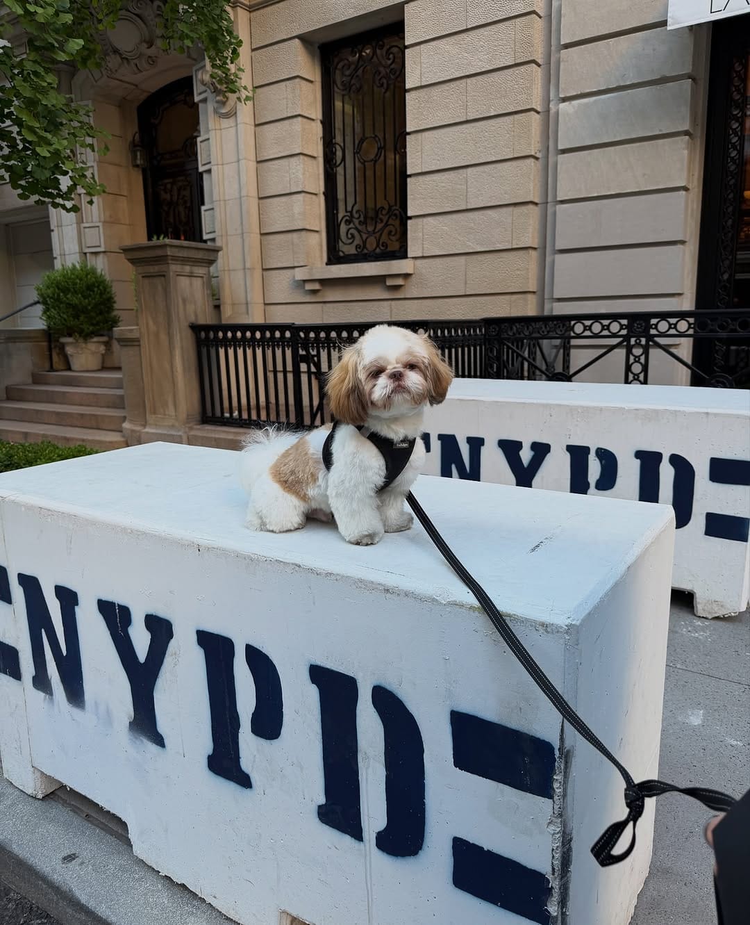 Post 3 by Coop | The Pup of Wall Street 🐾 on Instagram (carousel)