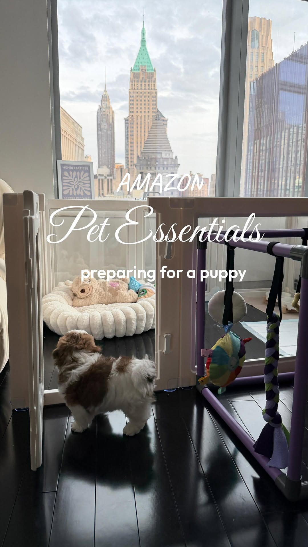 Post 9 by Coop | The Pup of Wall Street 🐾 on Instagram (video)