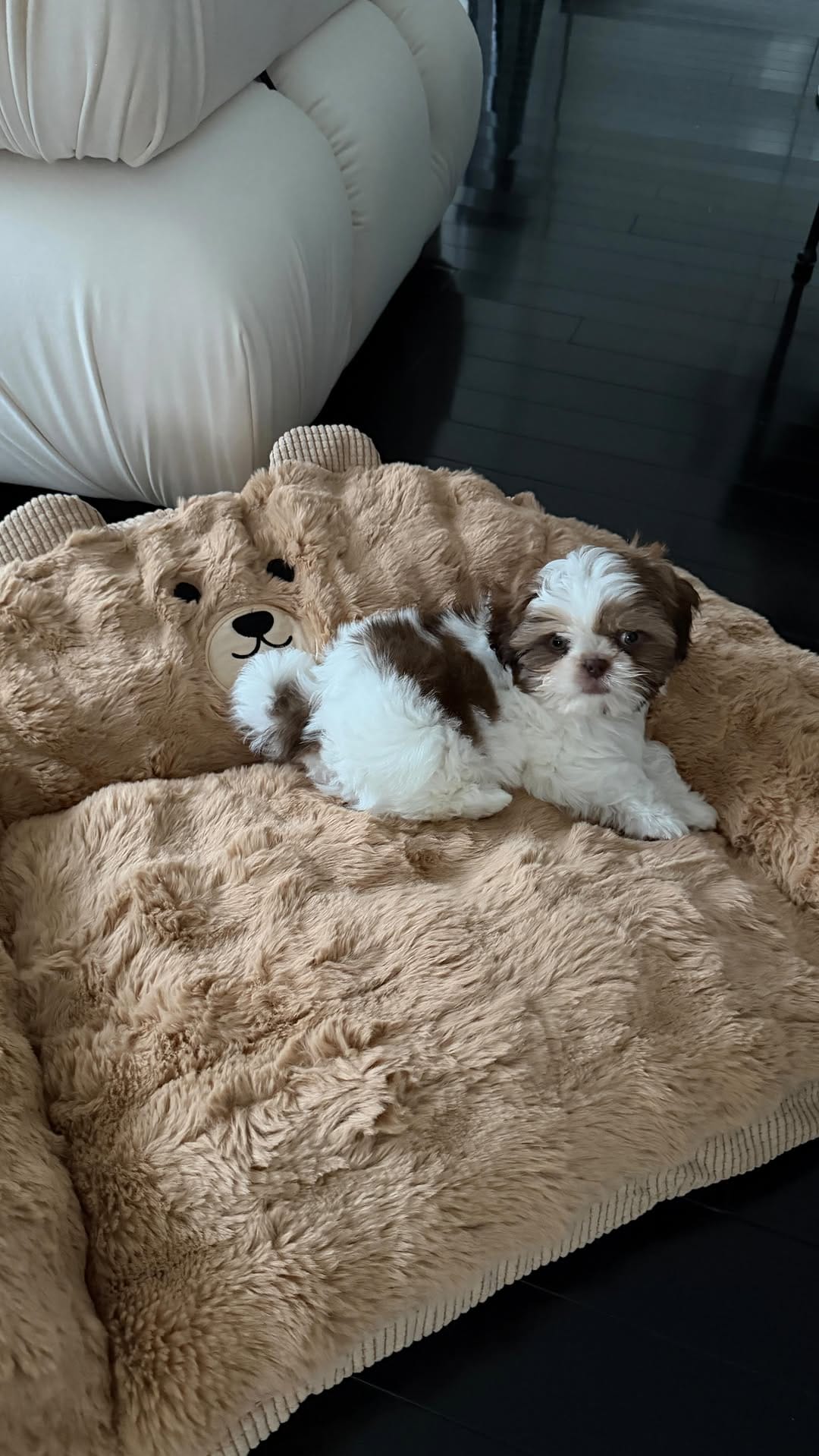 Post 10 by Coop | The Pup of Wall Street 🐾 on Instagram (video)
