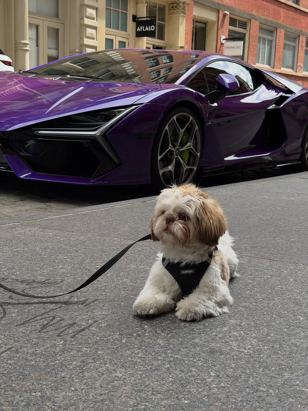 Post 1 by Coop | The Pup of Wall Street 🐾 on Instagram (carousel)