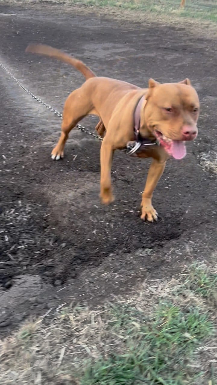 Post 8 by Lavish Line Kennelz on Instagram (video)
