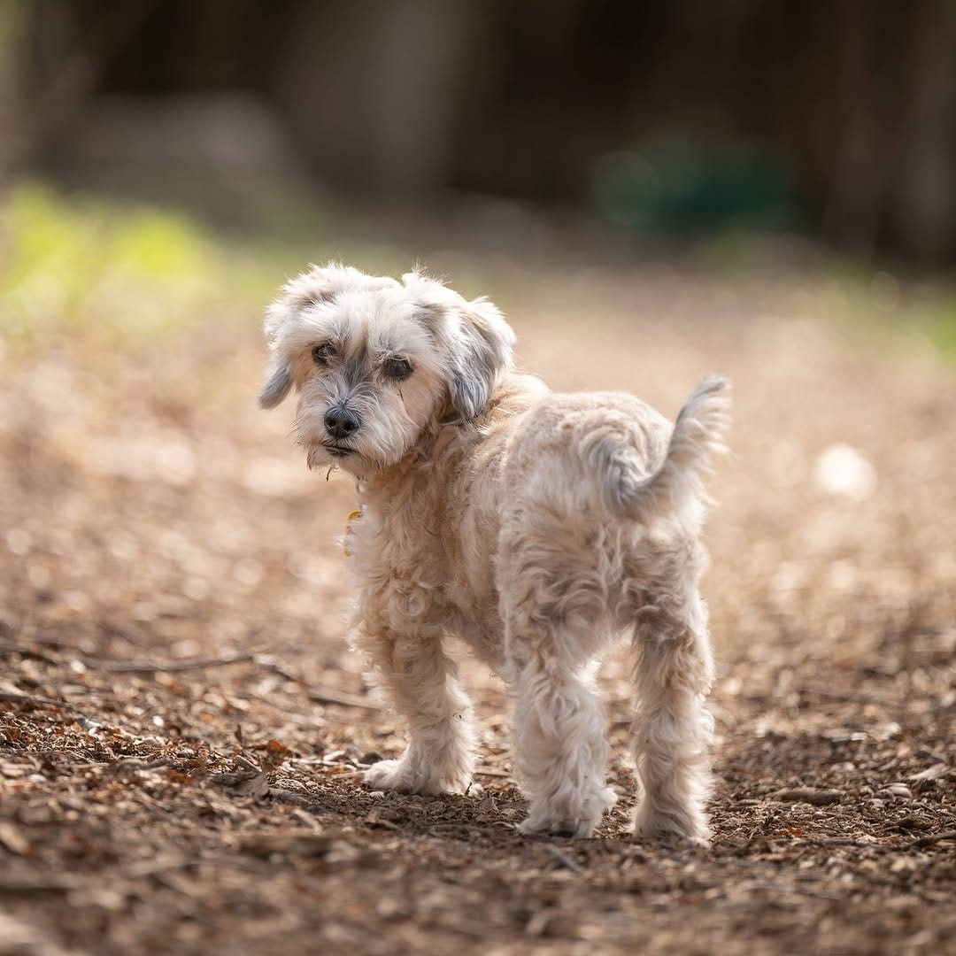 Post 1 by Sit With Me Rescue on Instagram (carousel)