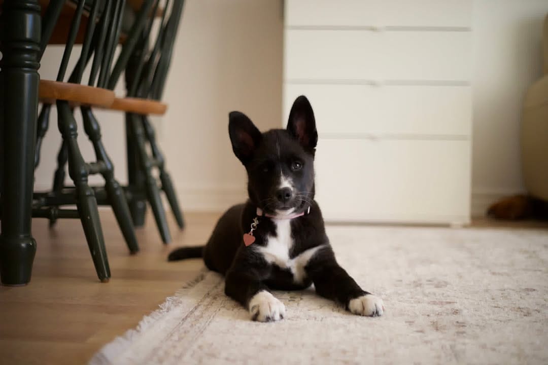 Post 3 by Sit With Me Rescue on Instagram (carousel)