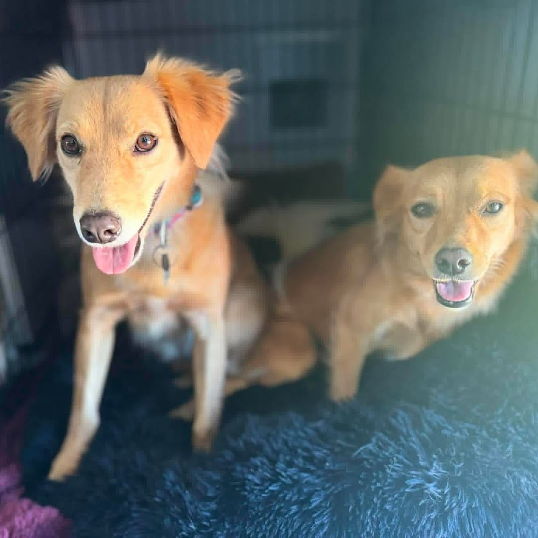Post 9 by Sit With Me Rescue on Instagram (carousel)